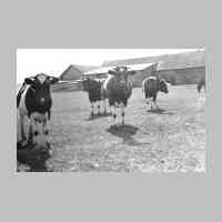 028-0052 Kuehe auf der Weide hinter dem Kuh- und Kaelberstall in Klein Keylau..jpg